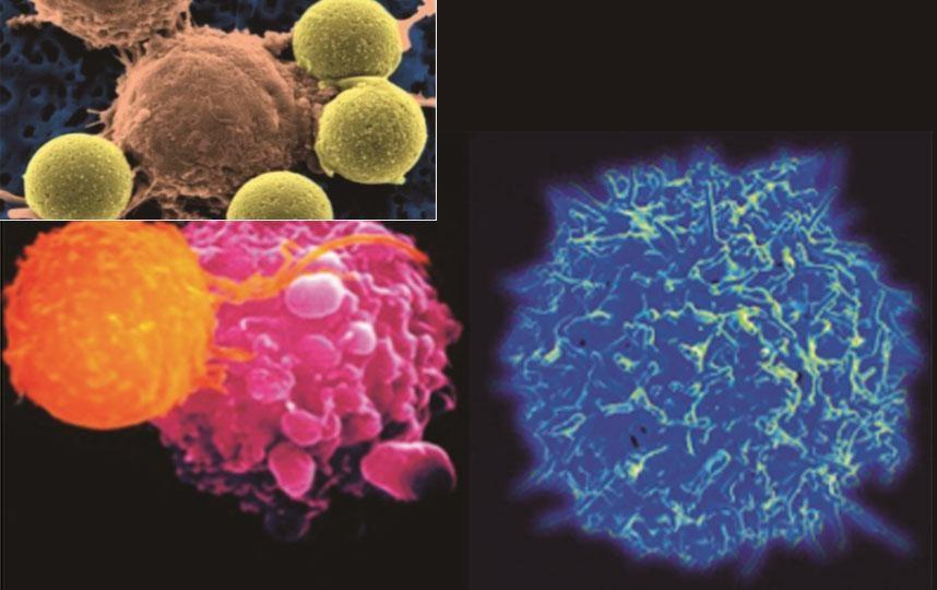 Sviluppo e valutazione dell'attività immuno-modulante di prodotti biotecnologici, di piccole molecole ed altri immunoterapeutici