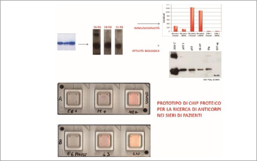 Proteine ed oncoproteine virali ricombinanti per lo sviluppo di nuovi kit per la diagnosi di tumori correlati al virus del papilloma umano (HPV)